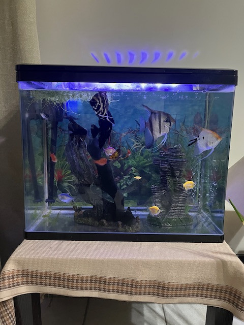 Fish tank with Angel fishes and others - Image 5
