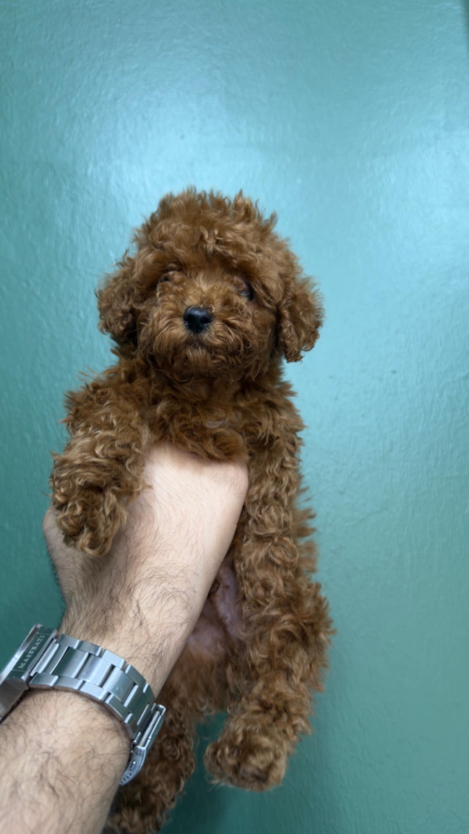 Toy poodle - Image 2