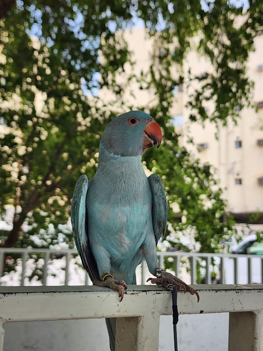 INDIAN RINGNECK BLUE MALE - Image 6