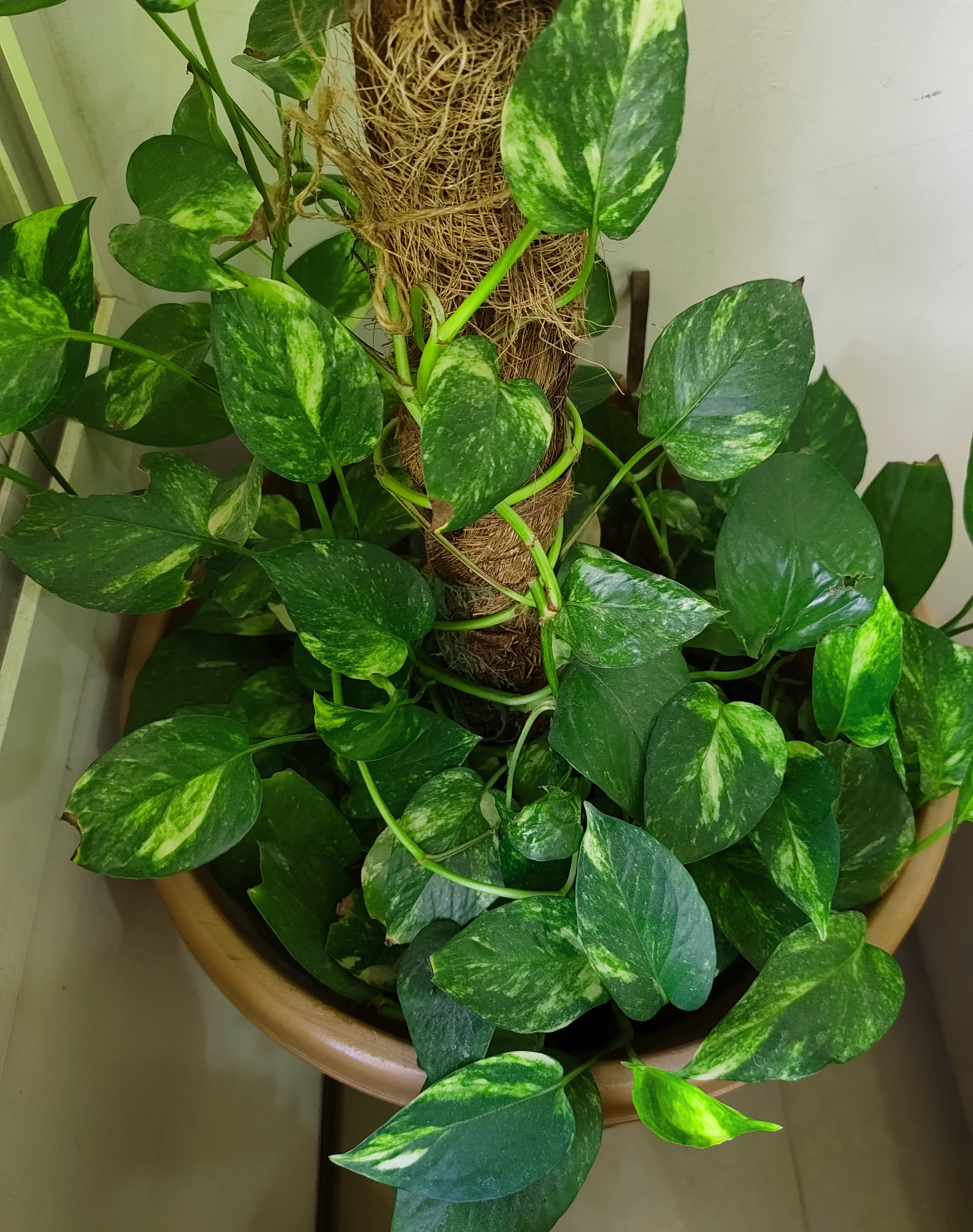 Money Plant (Large) - Image 1