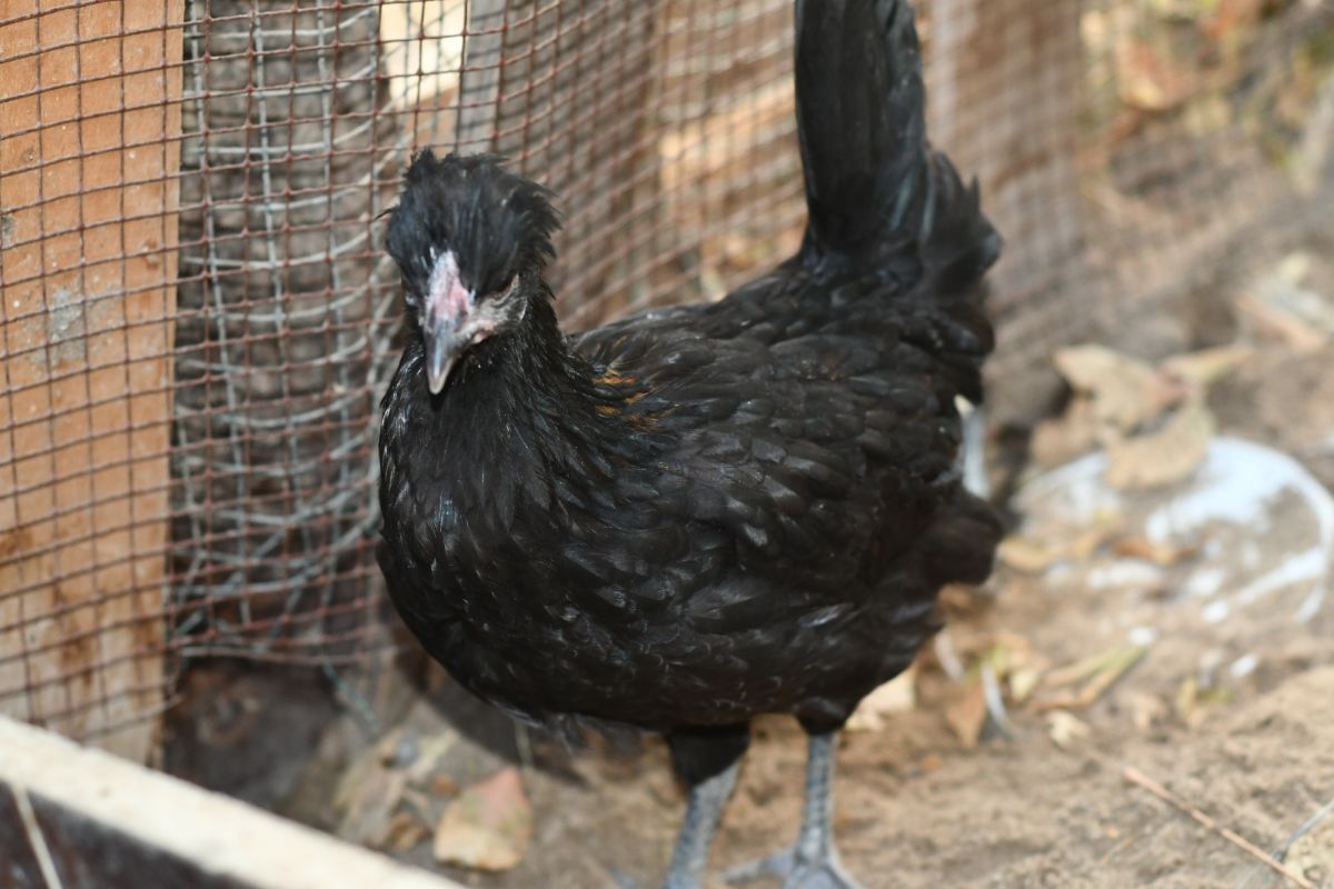 CHICKEN - Image 3