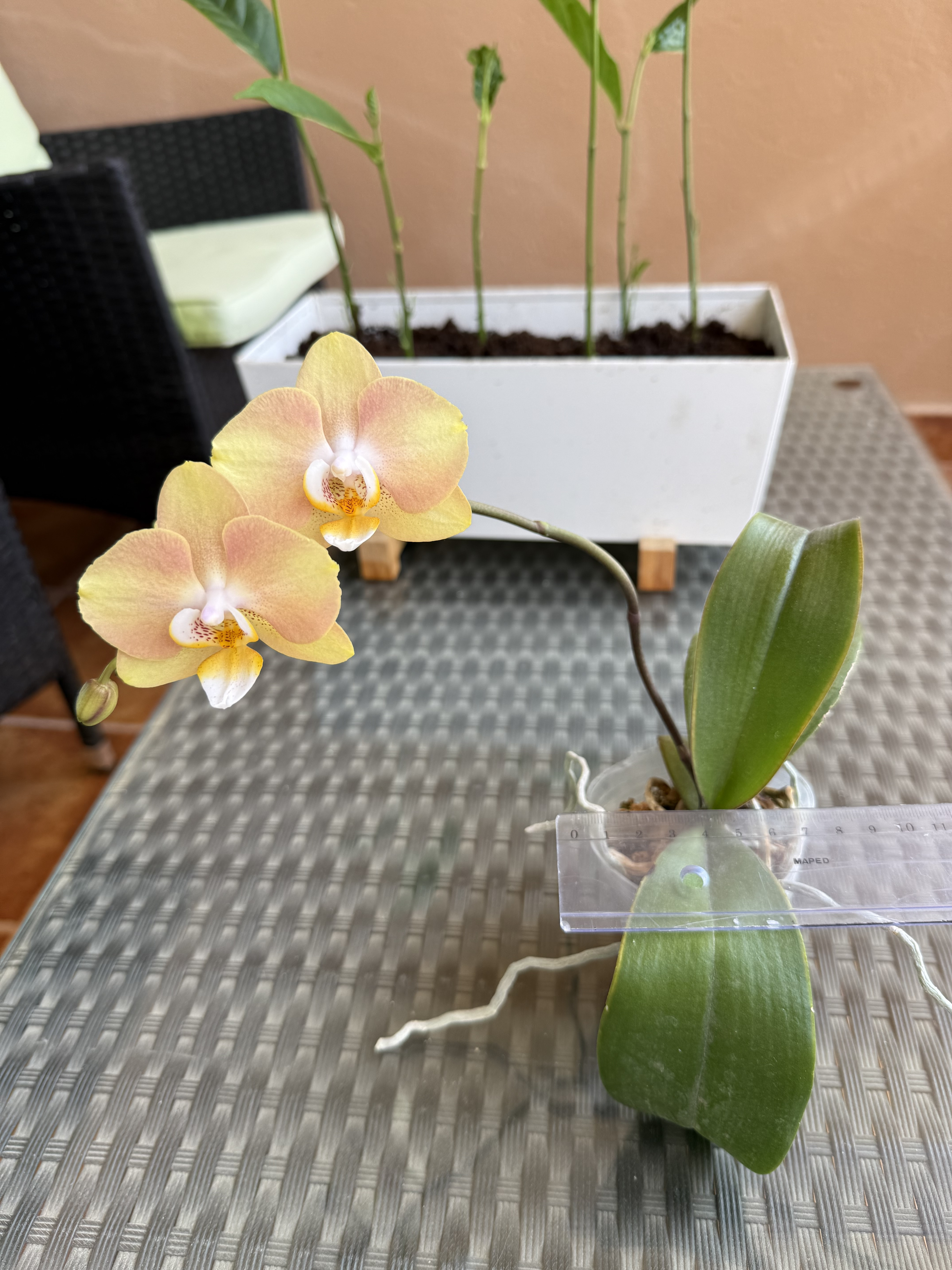 Outdoor/ Indoor plants - Image 3