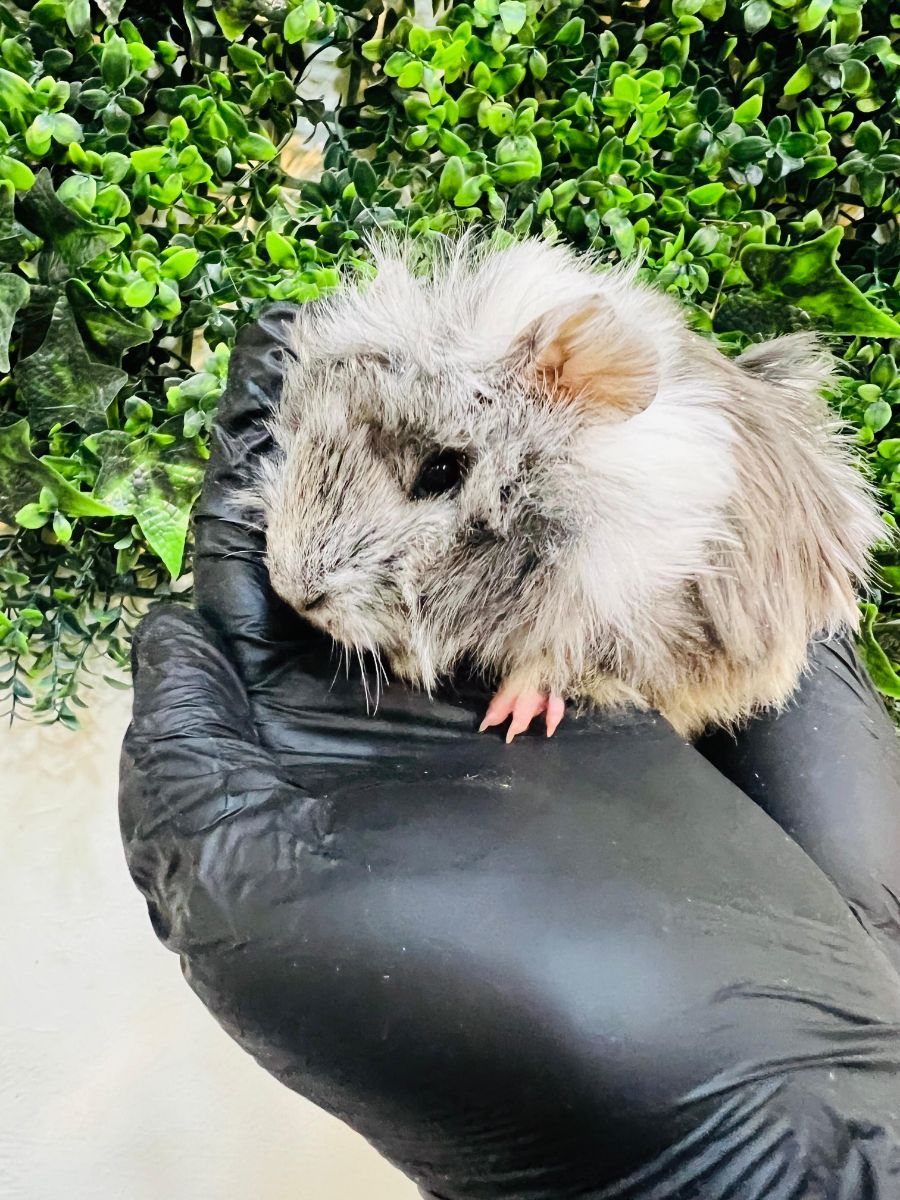Adorable Long-Haired Guinea Pigs | خنازير غينيا جميلة طويلة الشعر للبيع – ألوان مختلفة! - Image 4