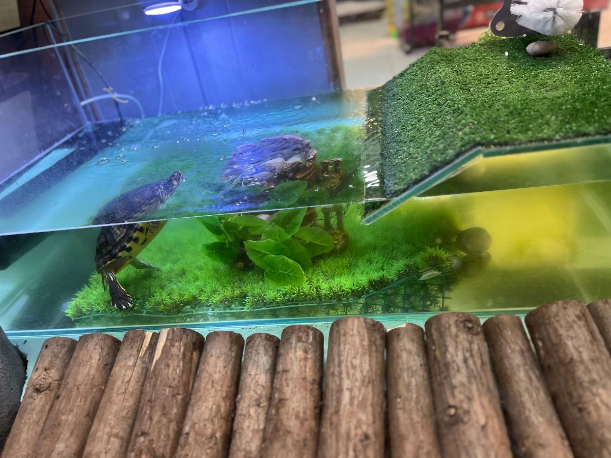 Freshwater Turtle - Image 6