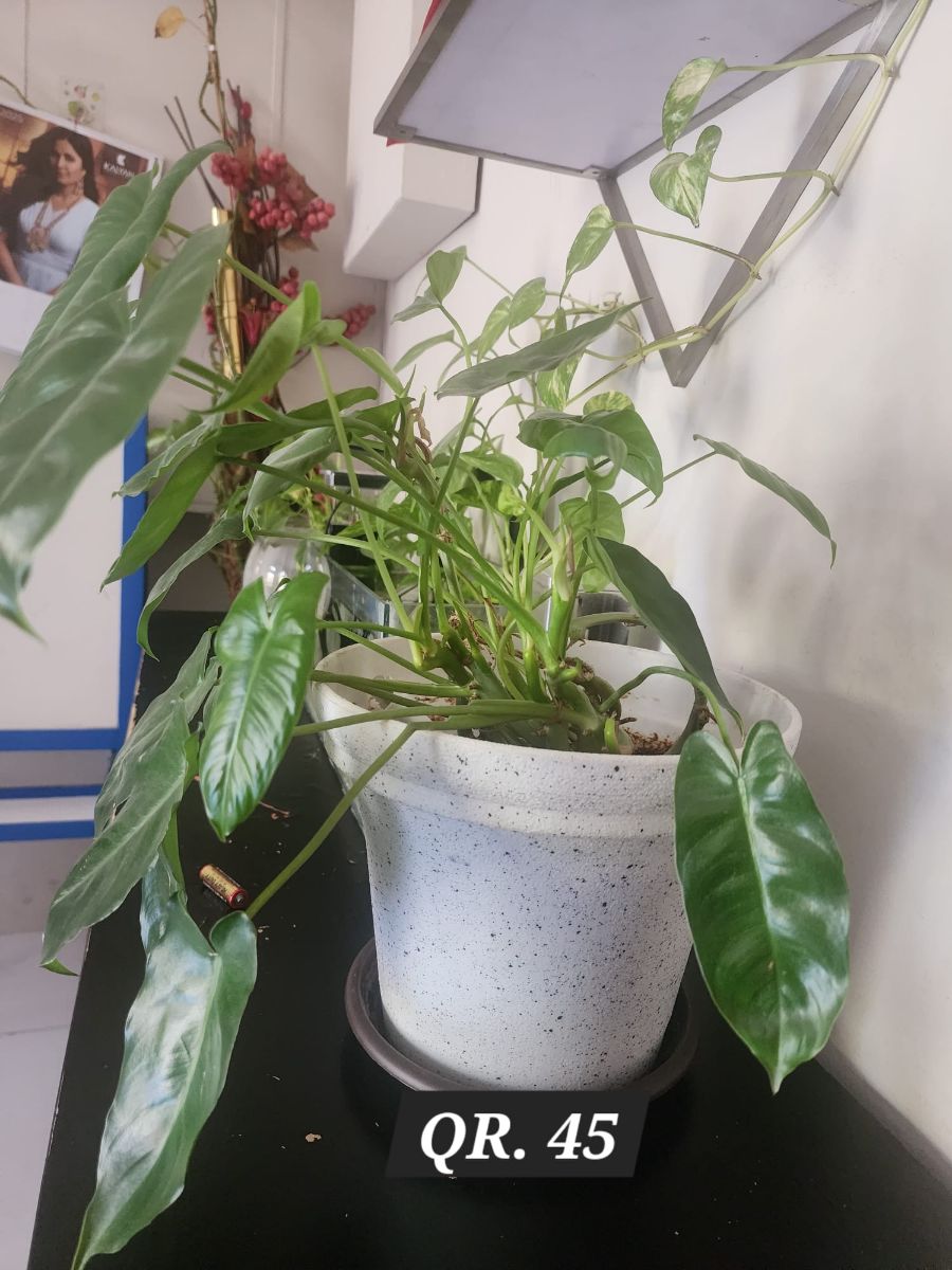 Plants for sale - Image 5