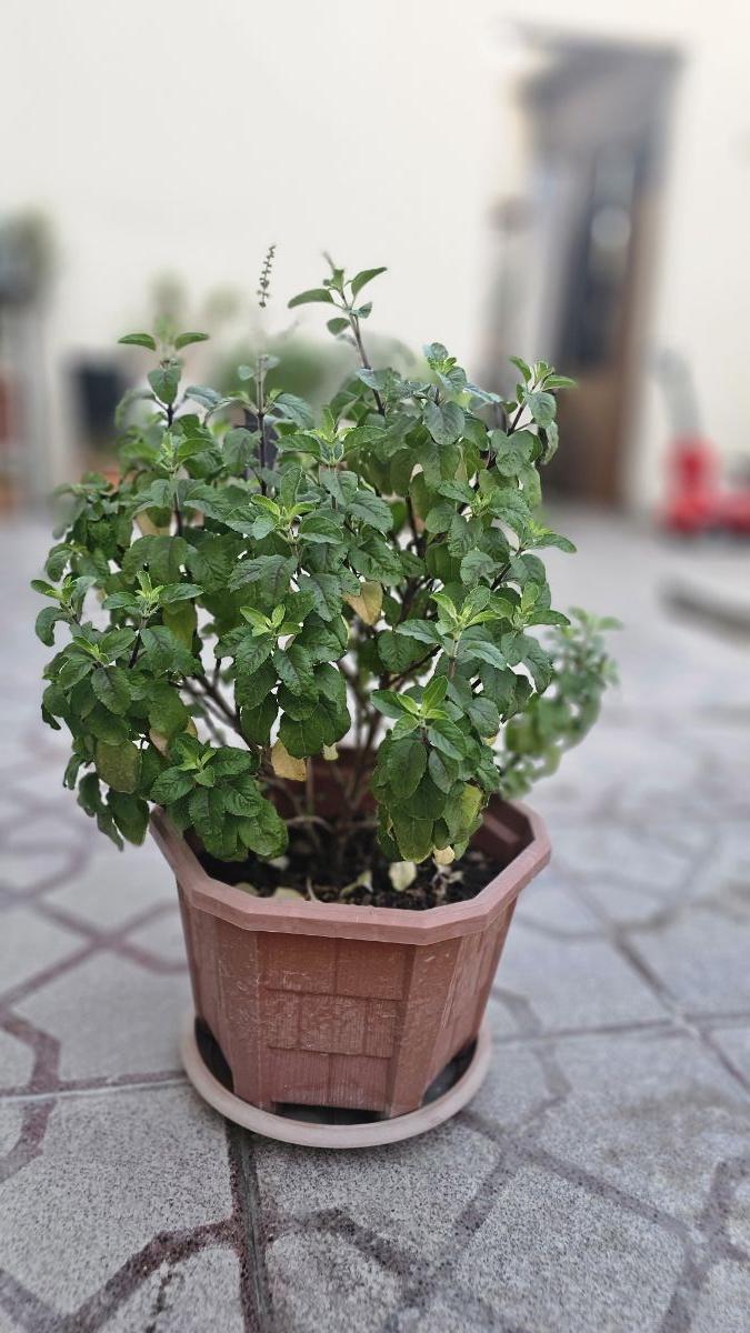 Krishna Tulsi (Holy Basil) - Big pot - Image 2