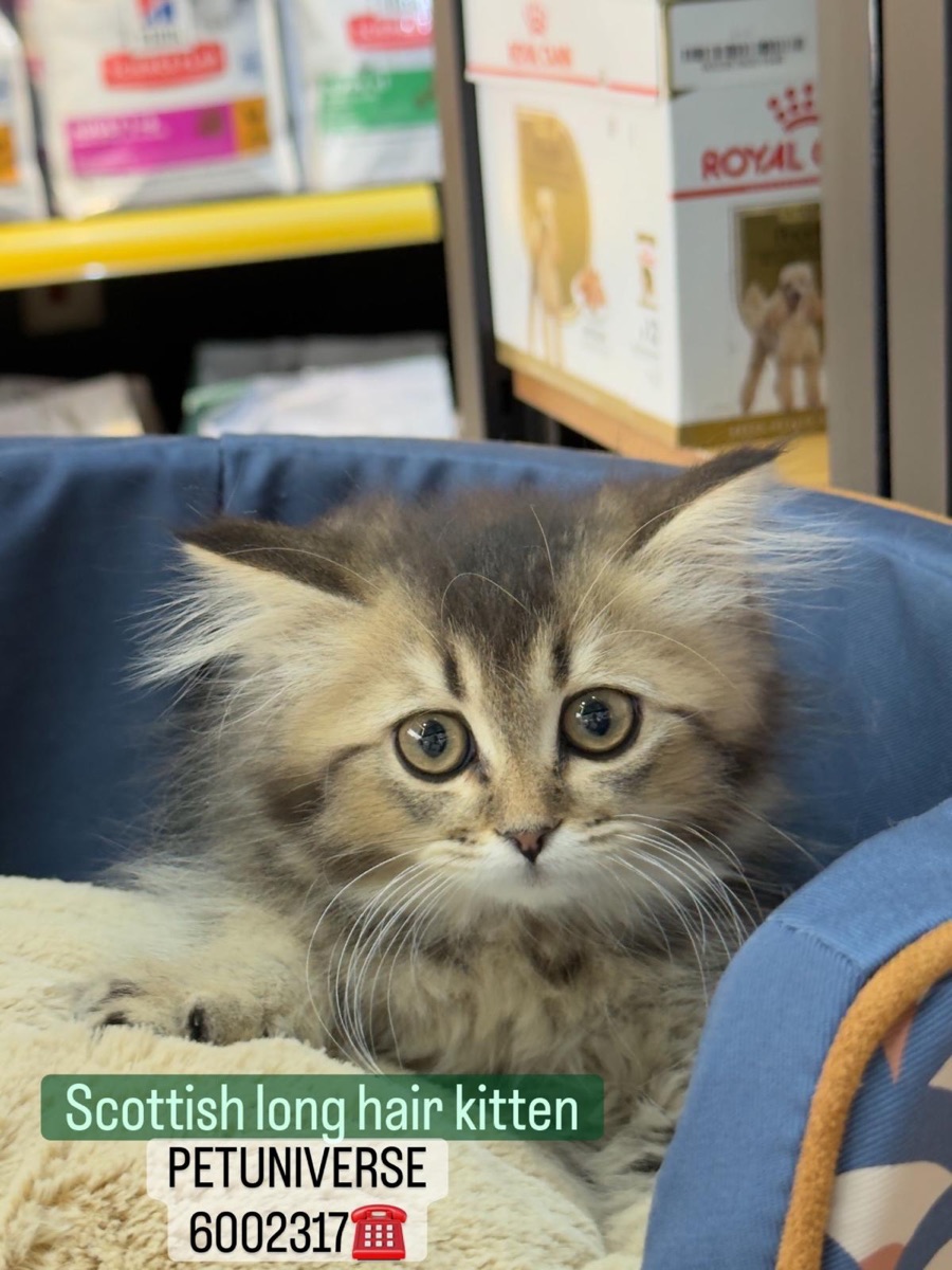 Scottish straight kittens - Image 2