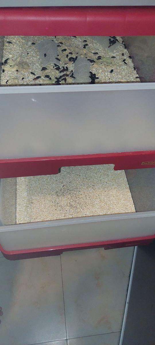 Mealworm farm - Image 3