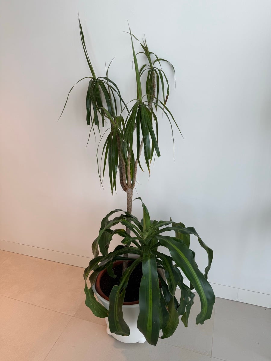 Dracaena Ulisis - Image 2