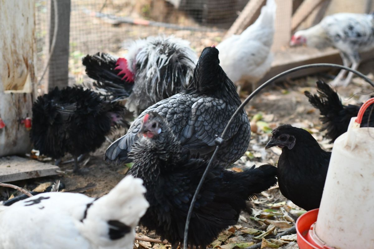 CHICKEN - Image 2