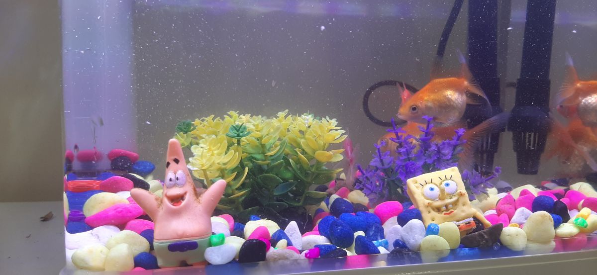 Fish tank - Image 3