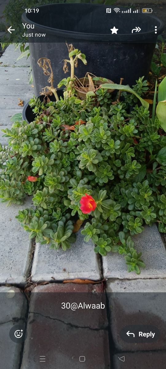 Portulaca - Image 1