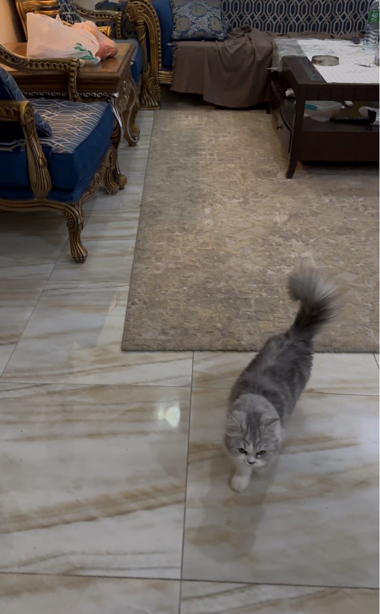 Cat for adoption - Image 3