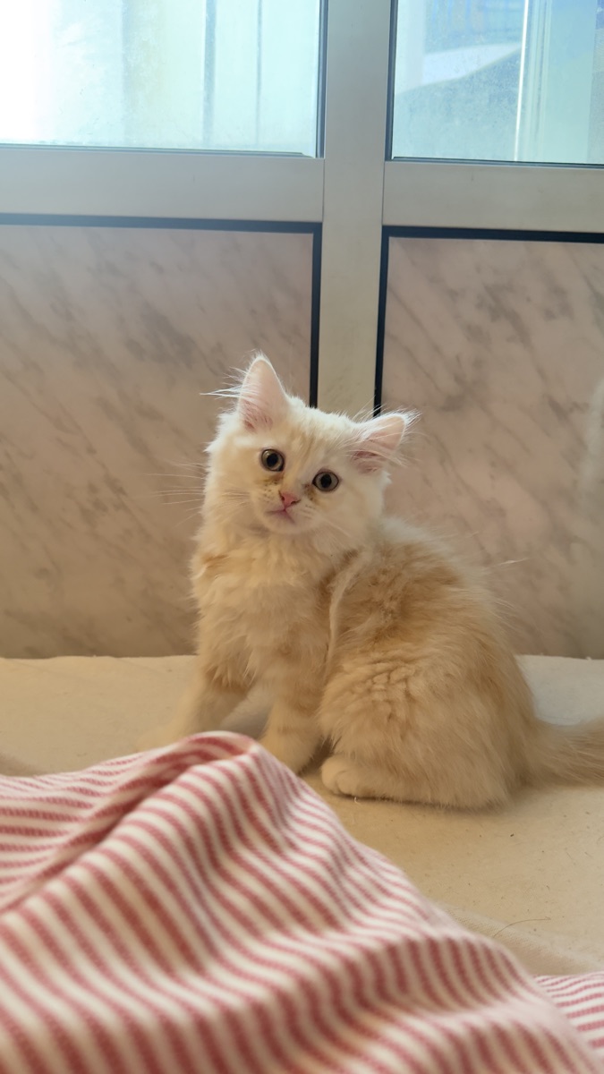Kittens looking for a comfortable house - Image 2