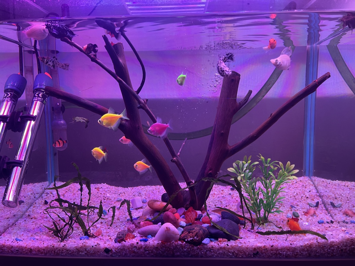 13 Gallon Glass Aquarium with Full accessories - Image 1