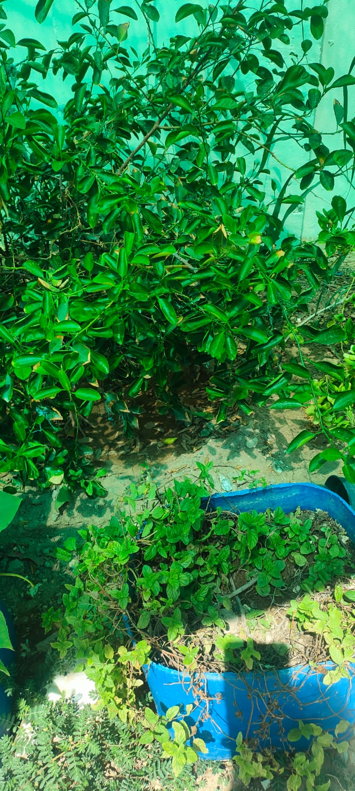 Ready to use Fully grown Well managed plants for sales - Image 3