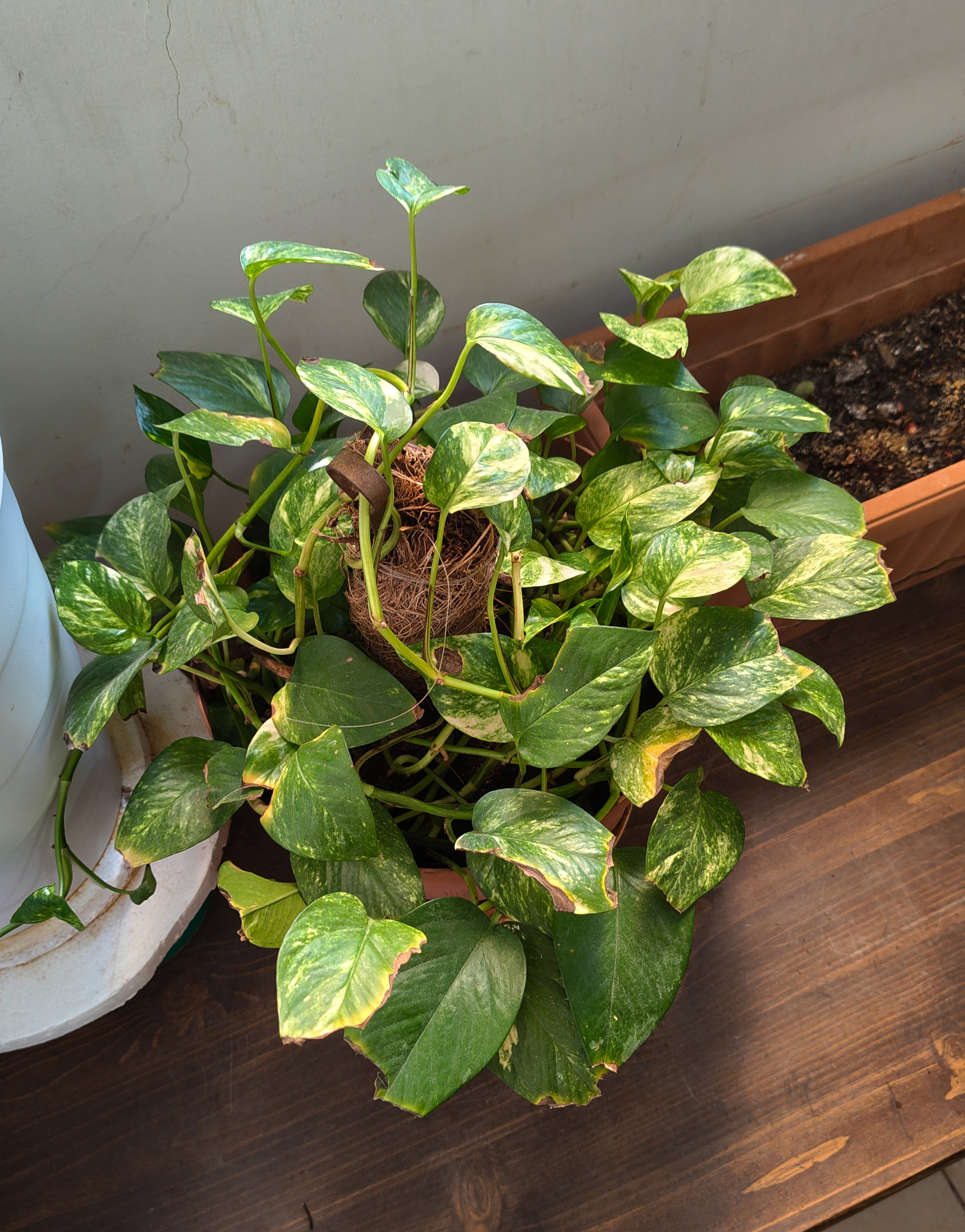 Money Plant (Medium Size) - Image 1