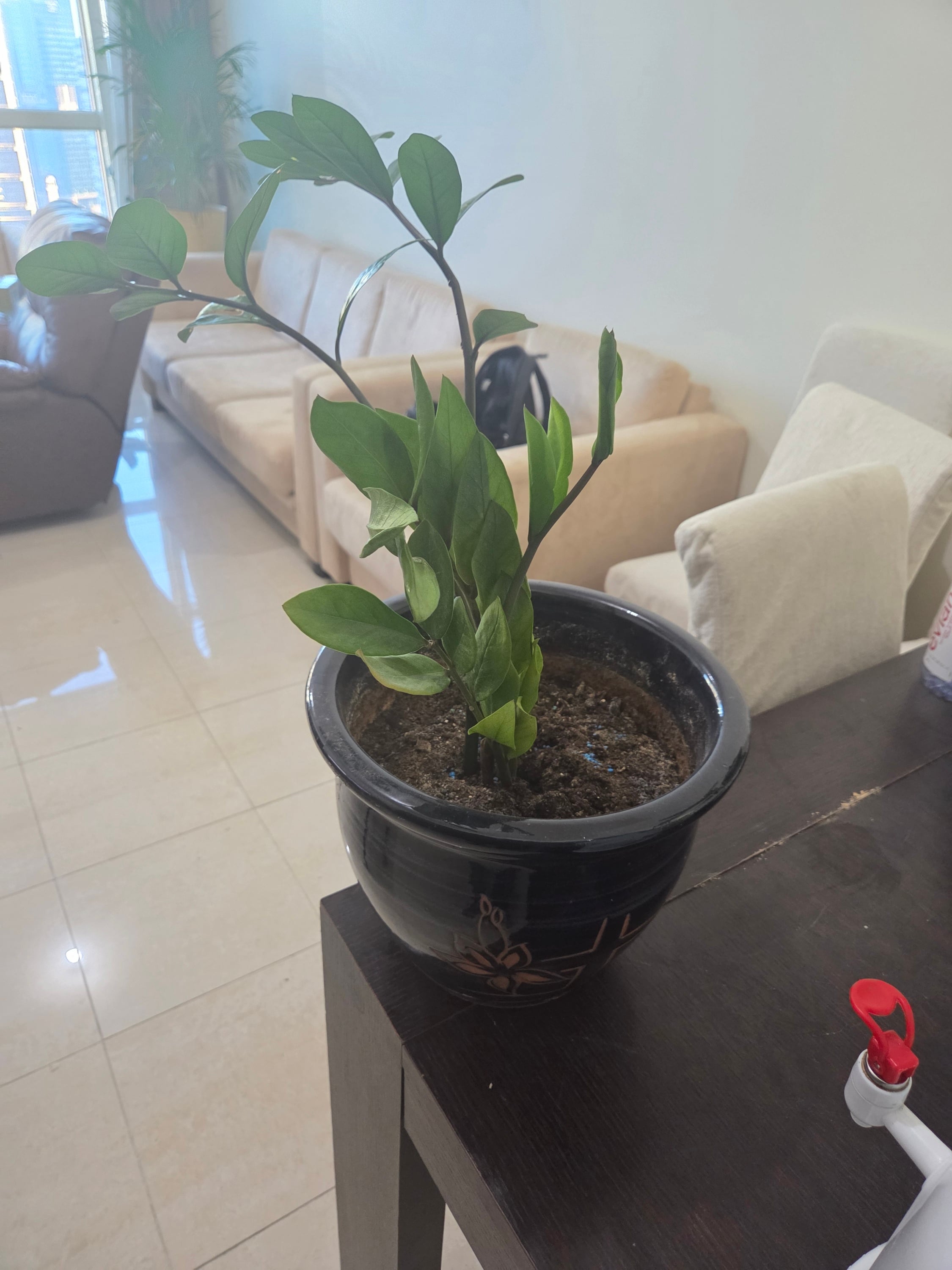 plants with designer pots - Image 3