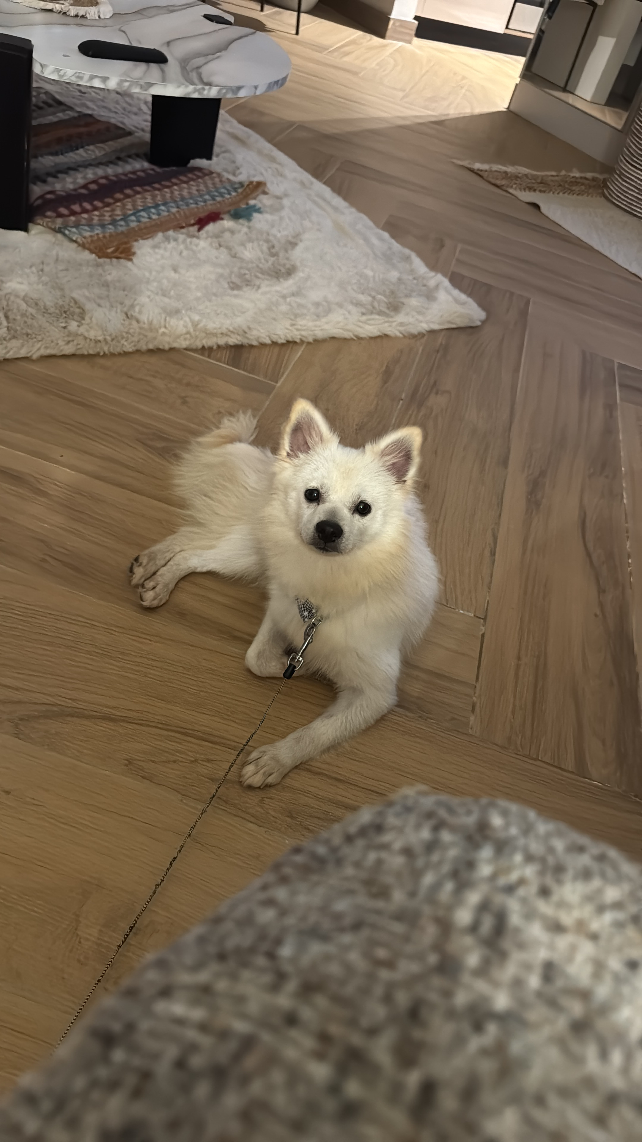 6 month female Pomeranian  - Image 3