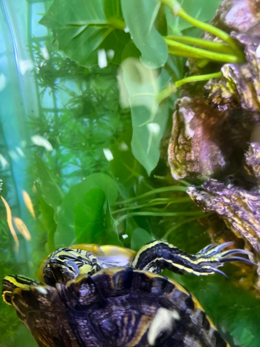Freshwater Turtle - Image 5
