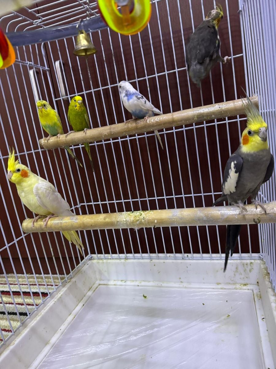 Cockatiels & Budgies Parrotd - Image 4