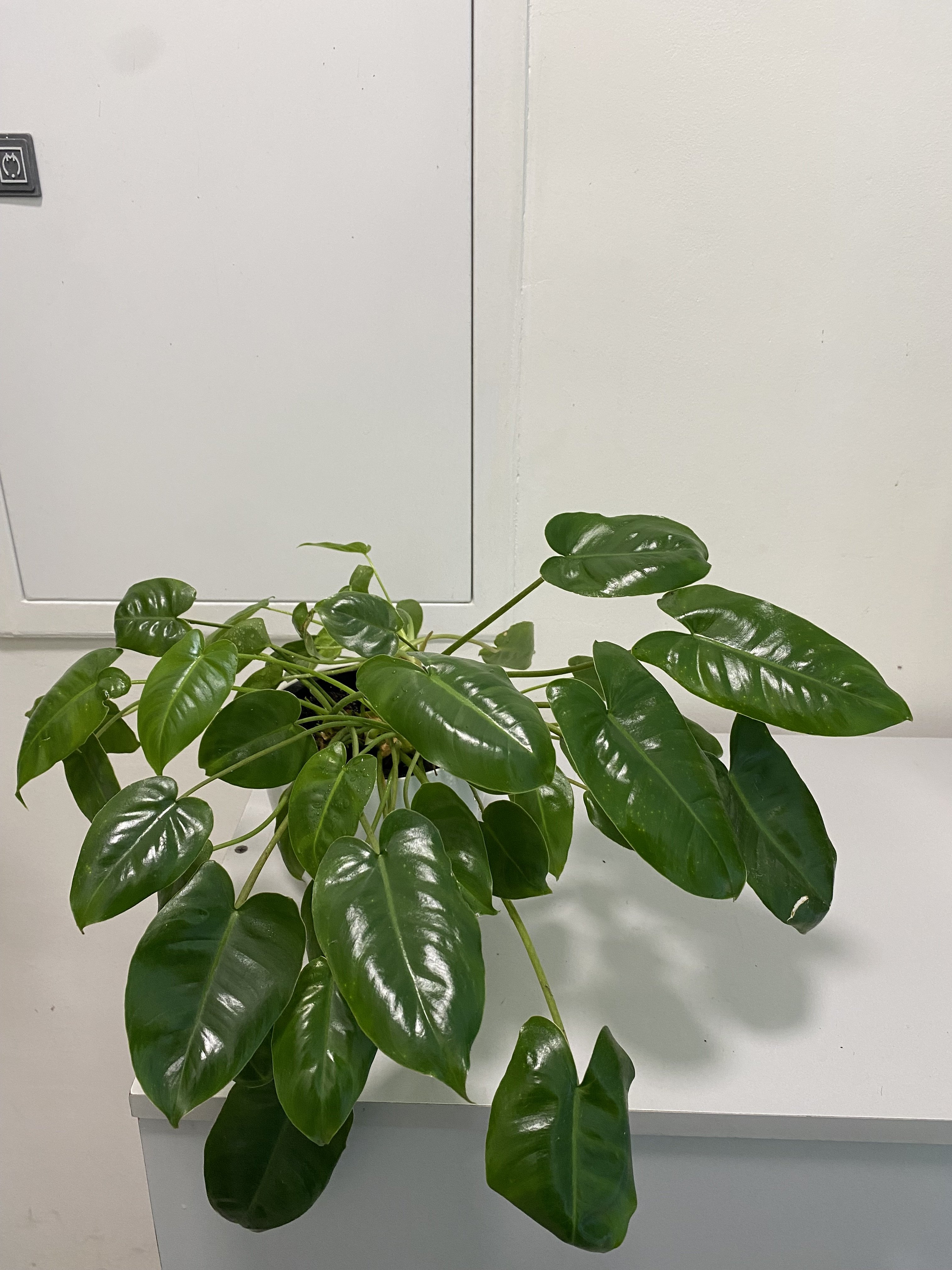 Phylodendron burlmax - Image 3