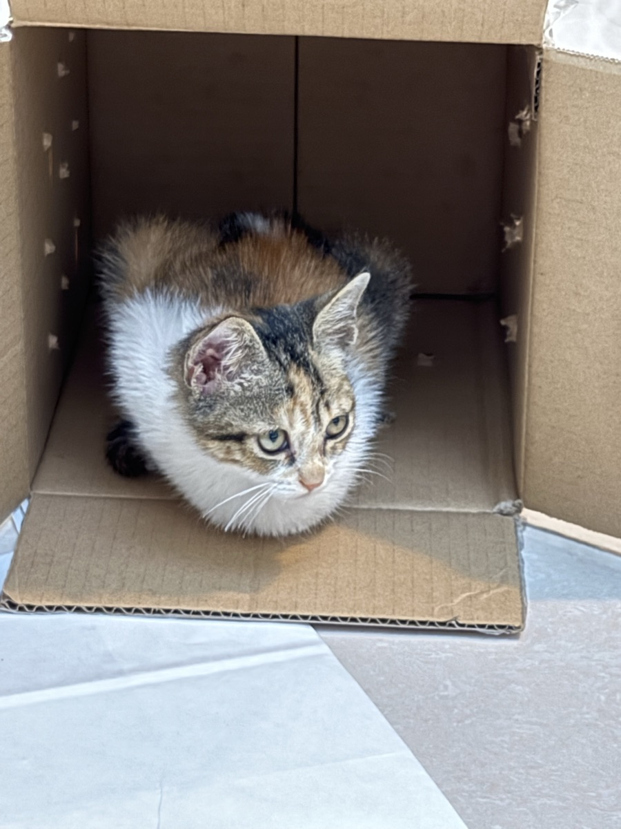 Urgent Kitten for Adoption - Image 3