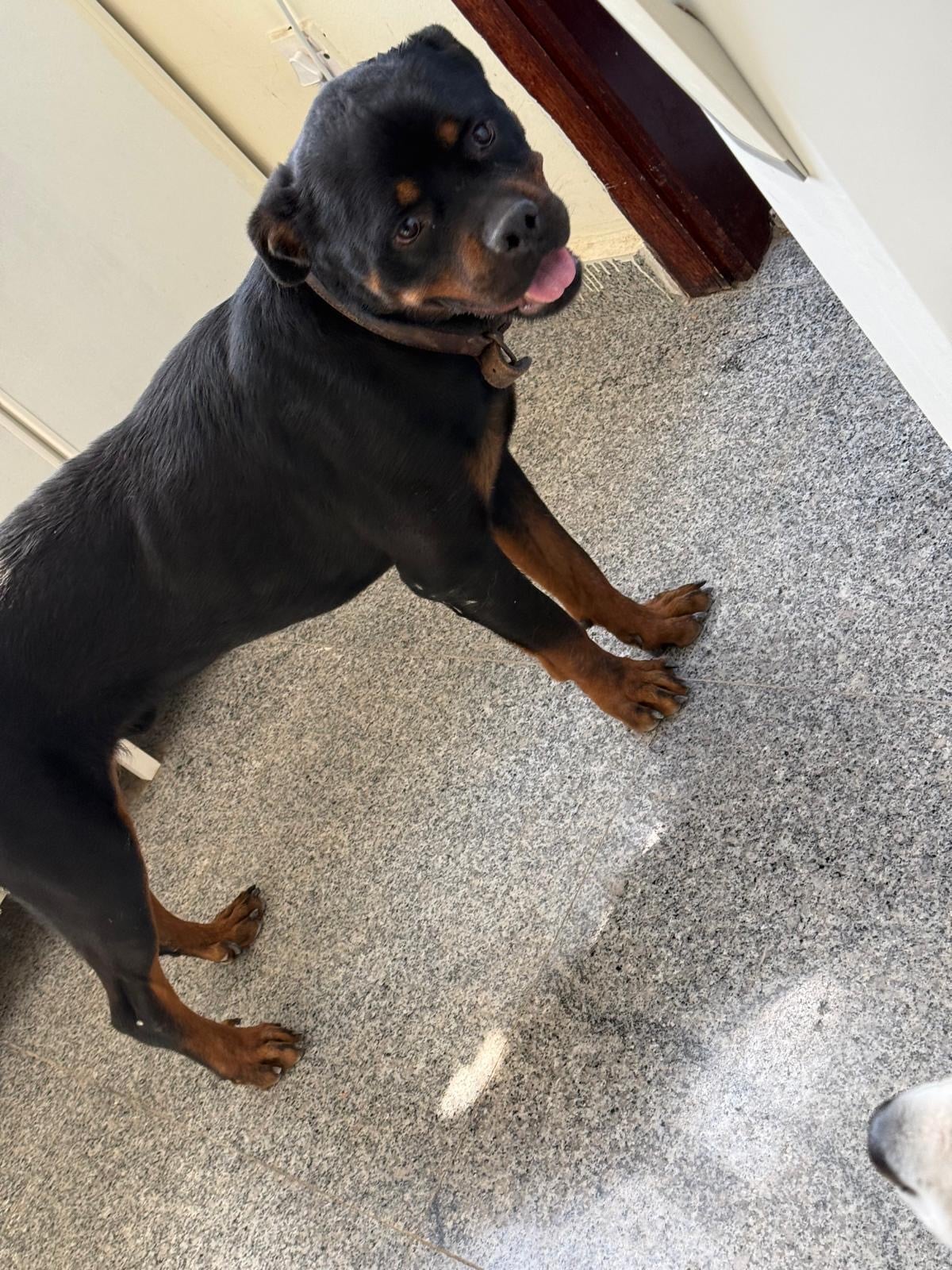 Pure rott wieler high level - Image 2