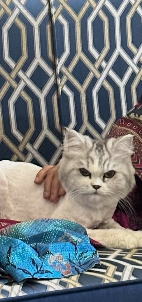 Cat for adoption - Image 5