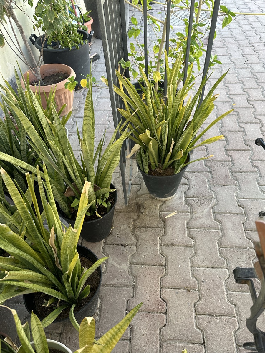 Plants - Image 7