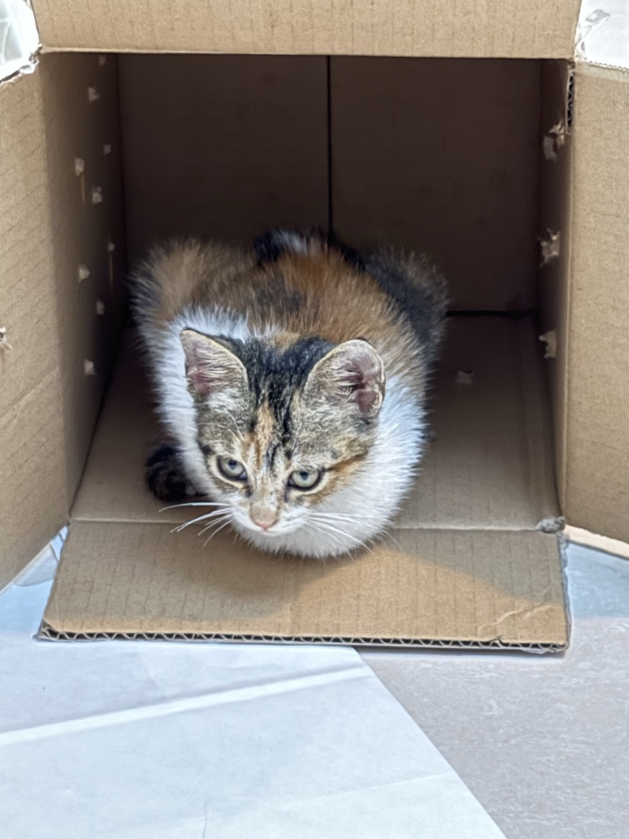 Urgent Kitten for Adoption - Image 2