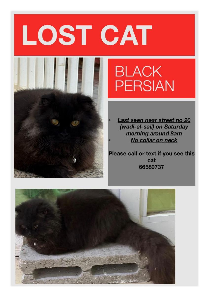 Cat - Image 1