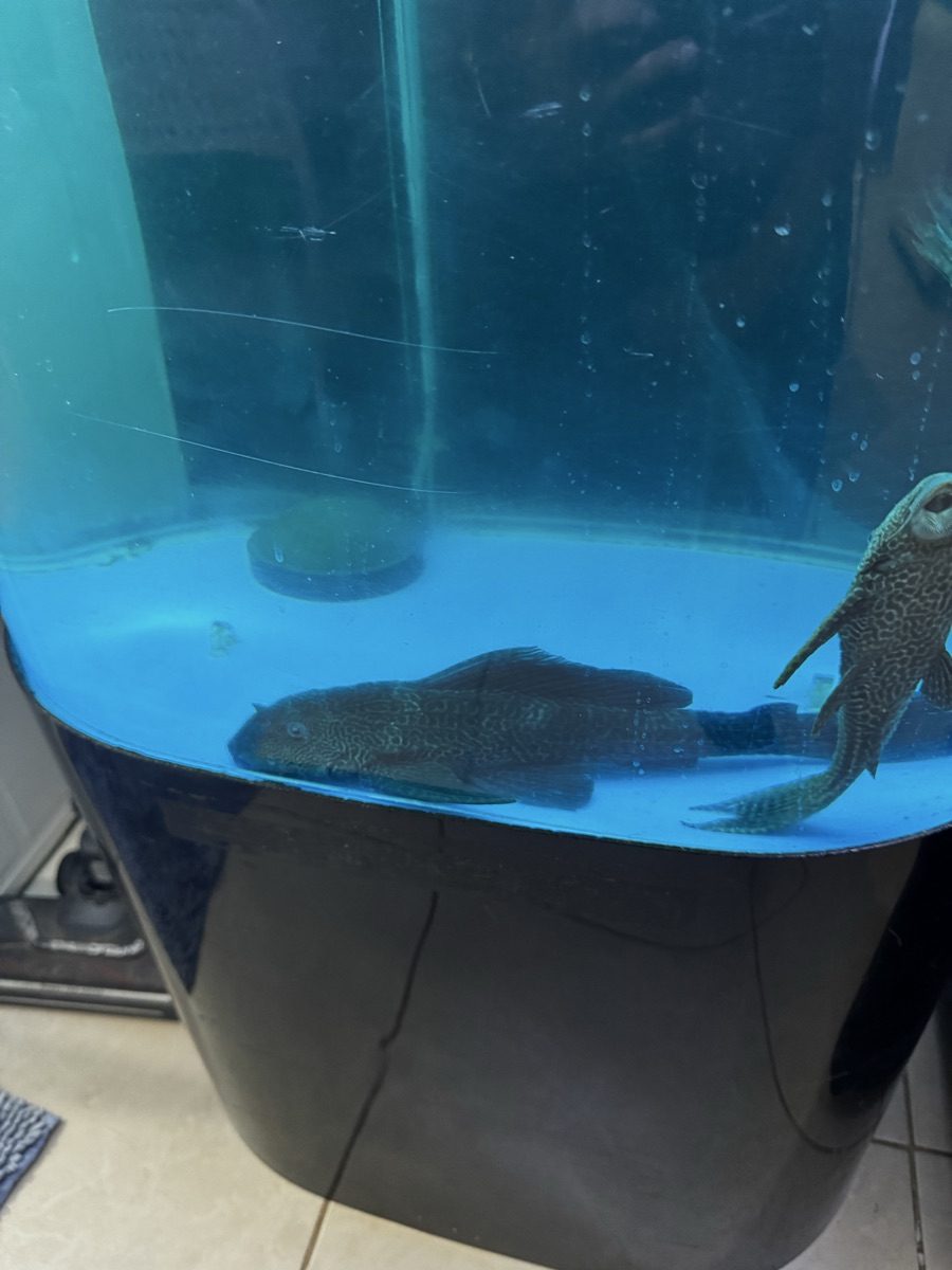 Pleco Fish big - Image 1