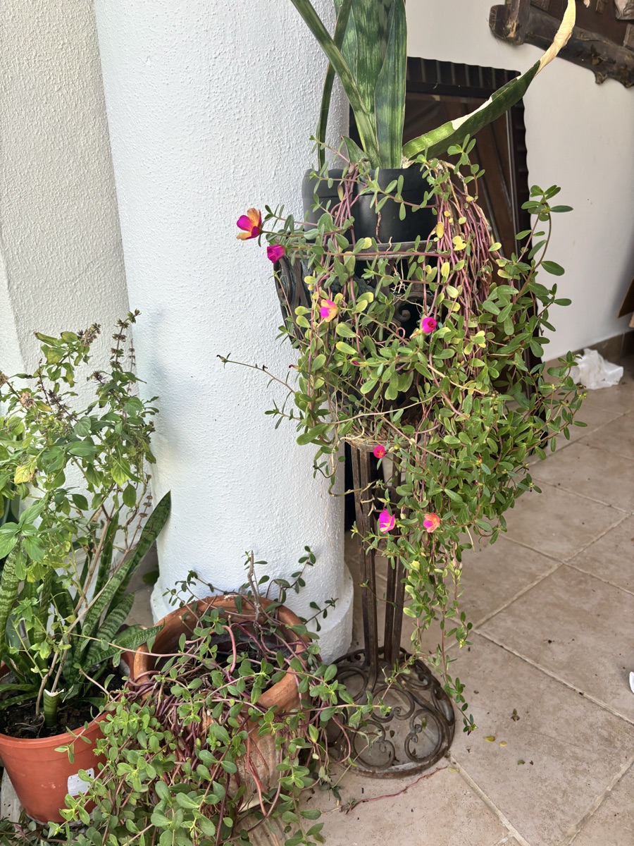 Plants - Image 12