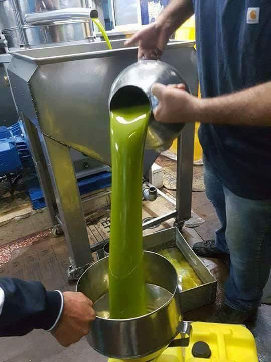 زيت زيتون فلسطيني بكر - عصرة اولى    Palestinian Olive Oil Extra Virgin First Pressing - Image 7