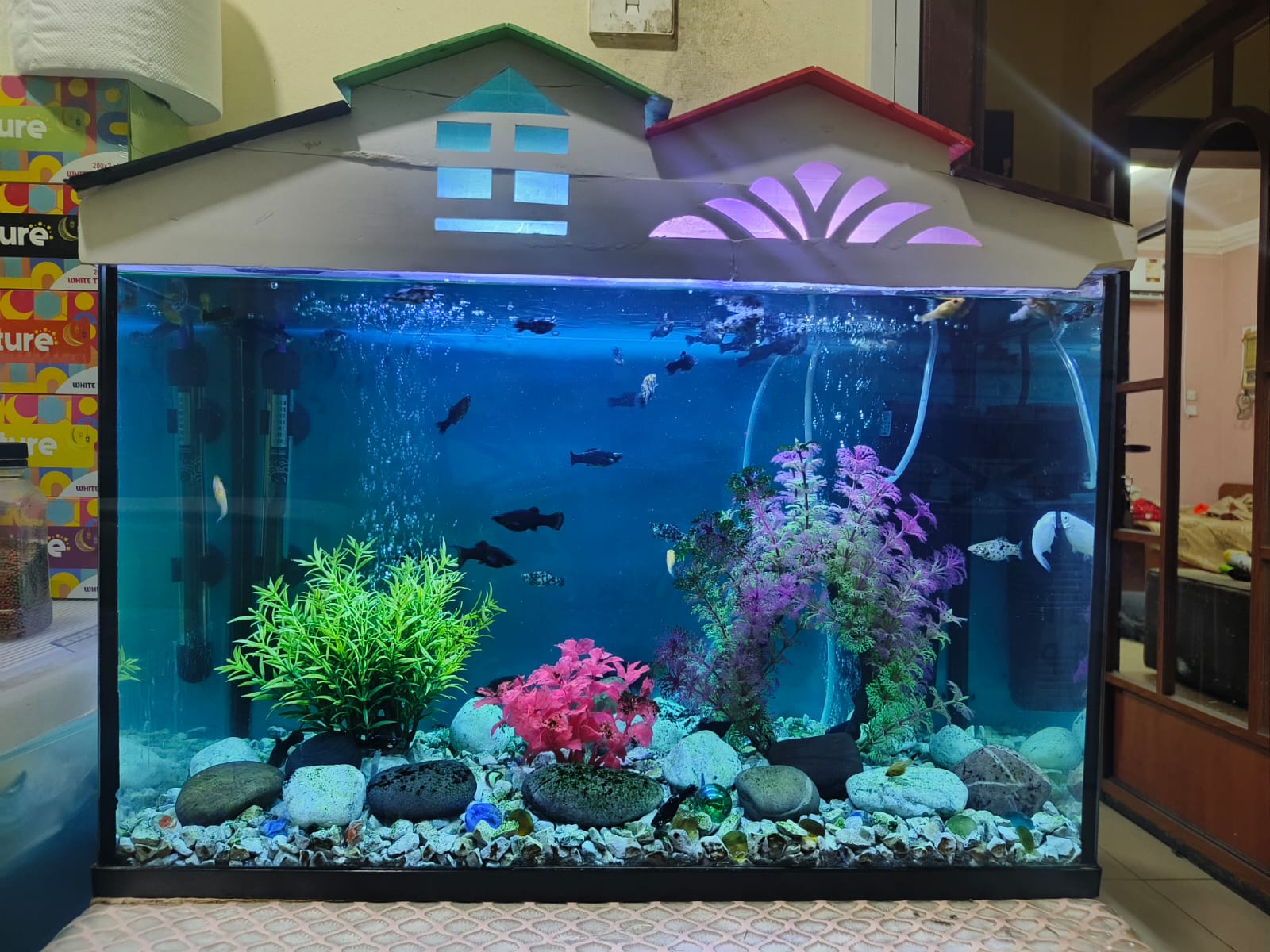 Fish and Aquarium for urgent sale  - Image 2
