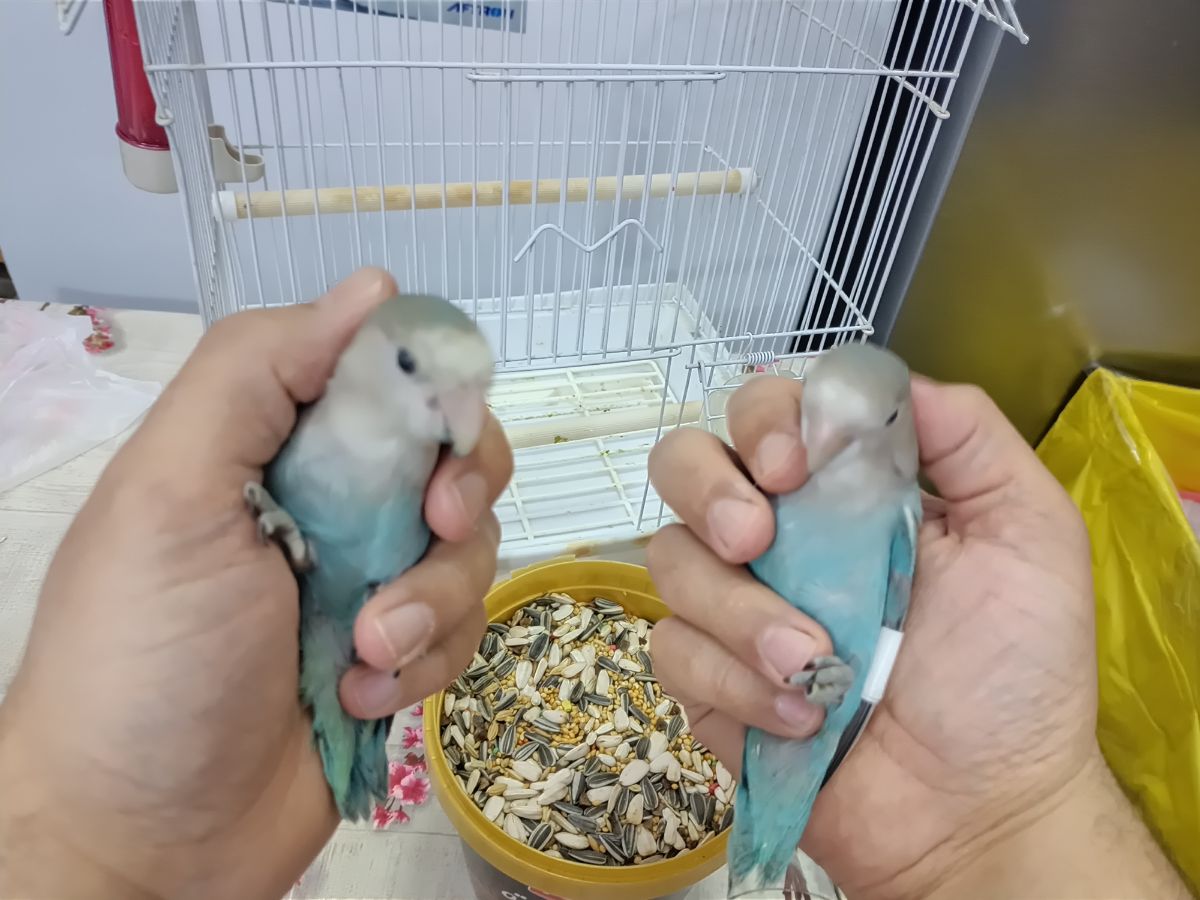 2 baby lovebirds (rose) - Image 3