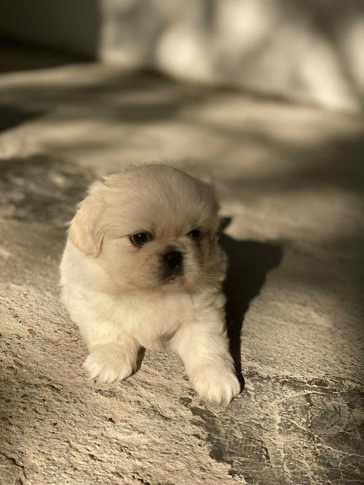 Pekingese Puppies  - Image 2