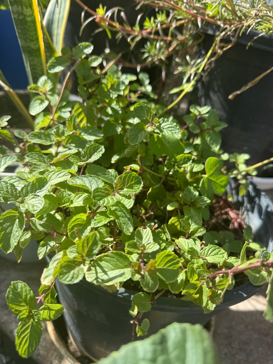 Plants - Image 1