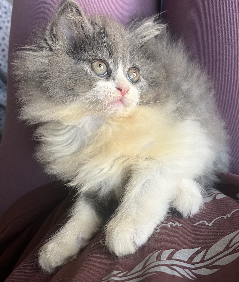 Cat Female - Image 3