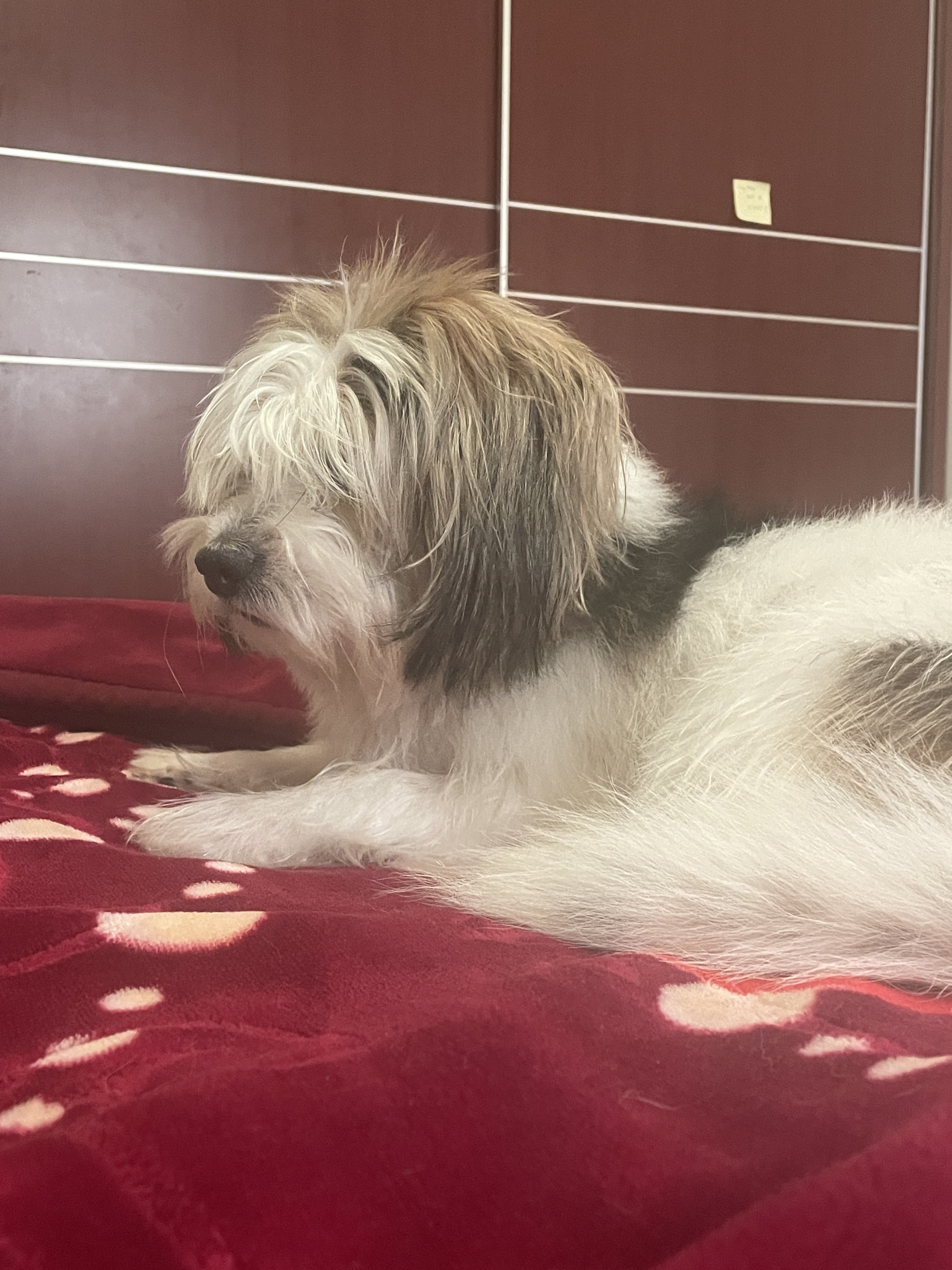 Cute and playful dog available ..  - Image 2