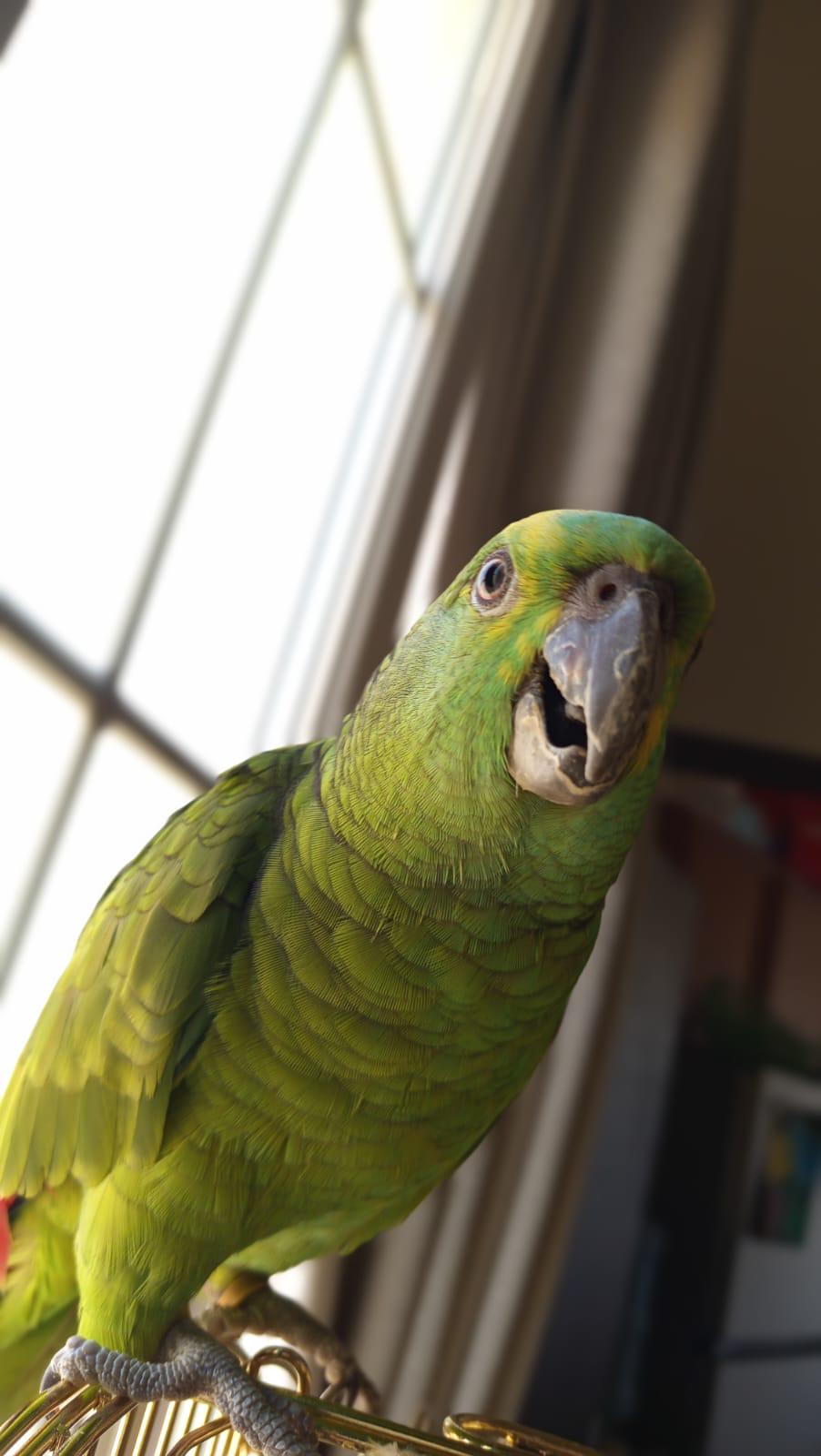Blue fronted amazon playful fully tamed with cage - Image 3