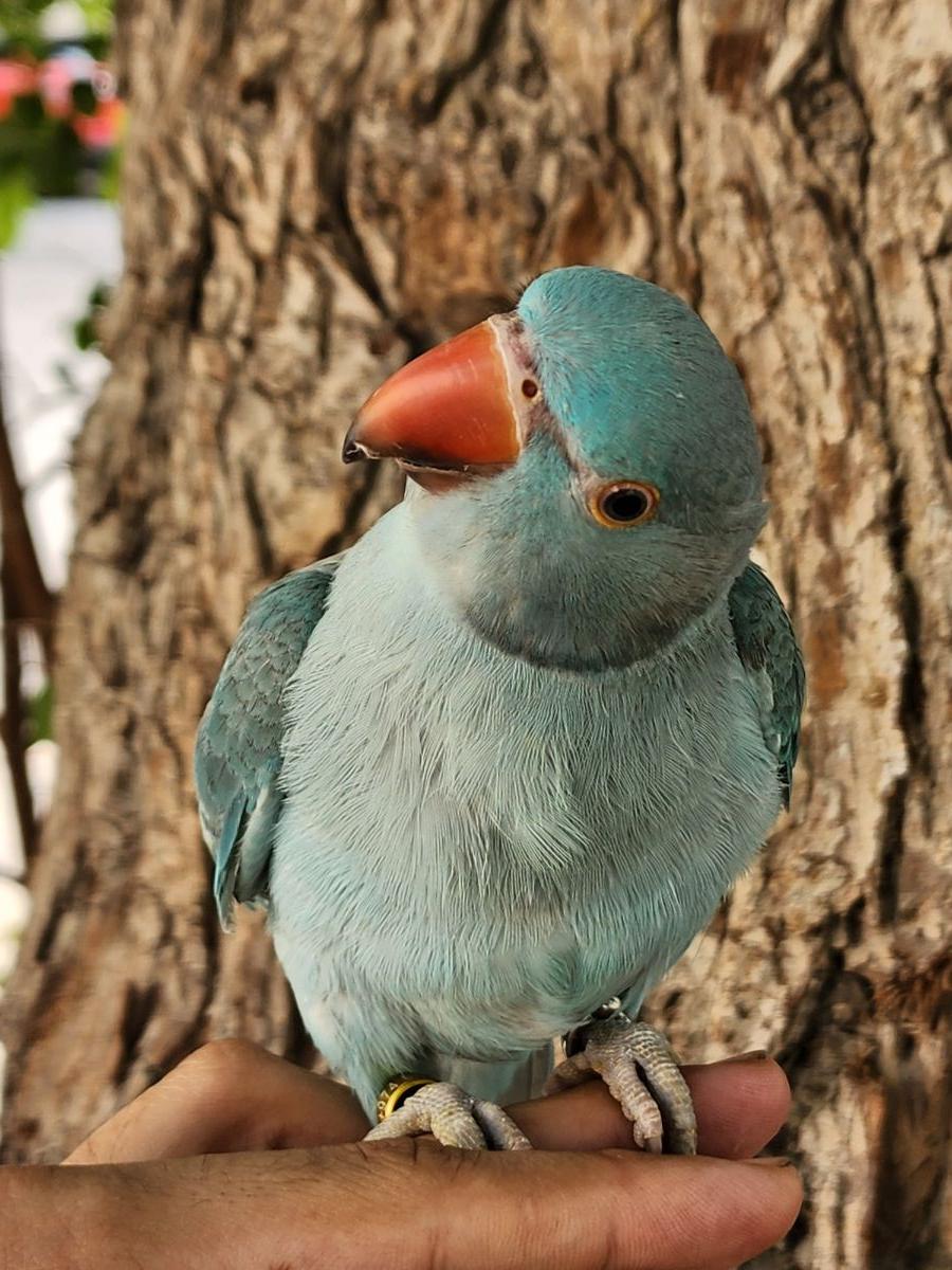 INDIAN RINGNECK BLUE MALE - Image 4
