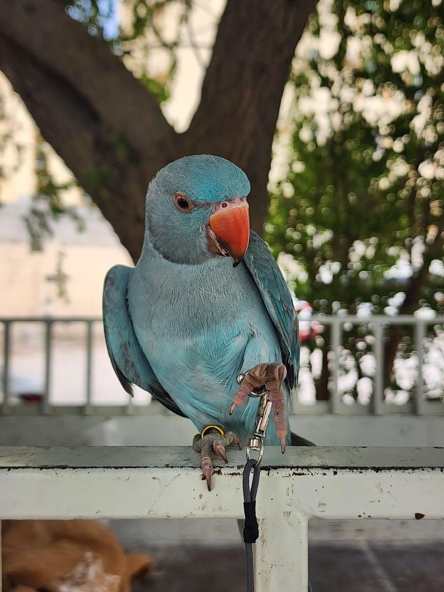 INDIAN RINGNECK BLUE MALE - Image 3