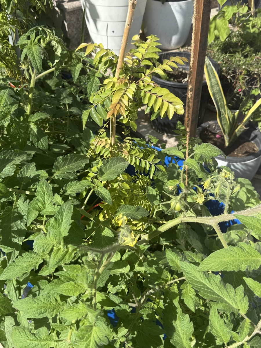 Plants - Image 8
