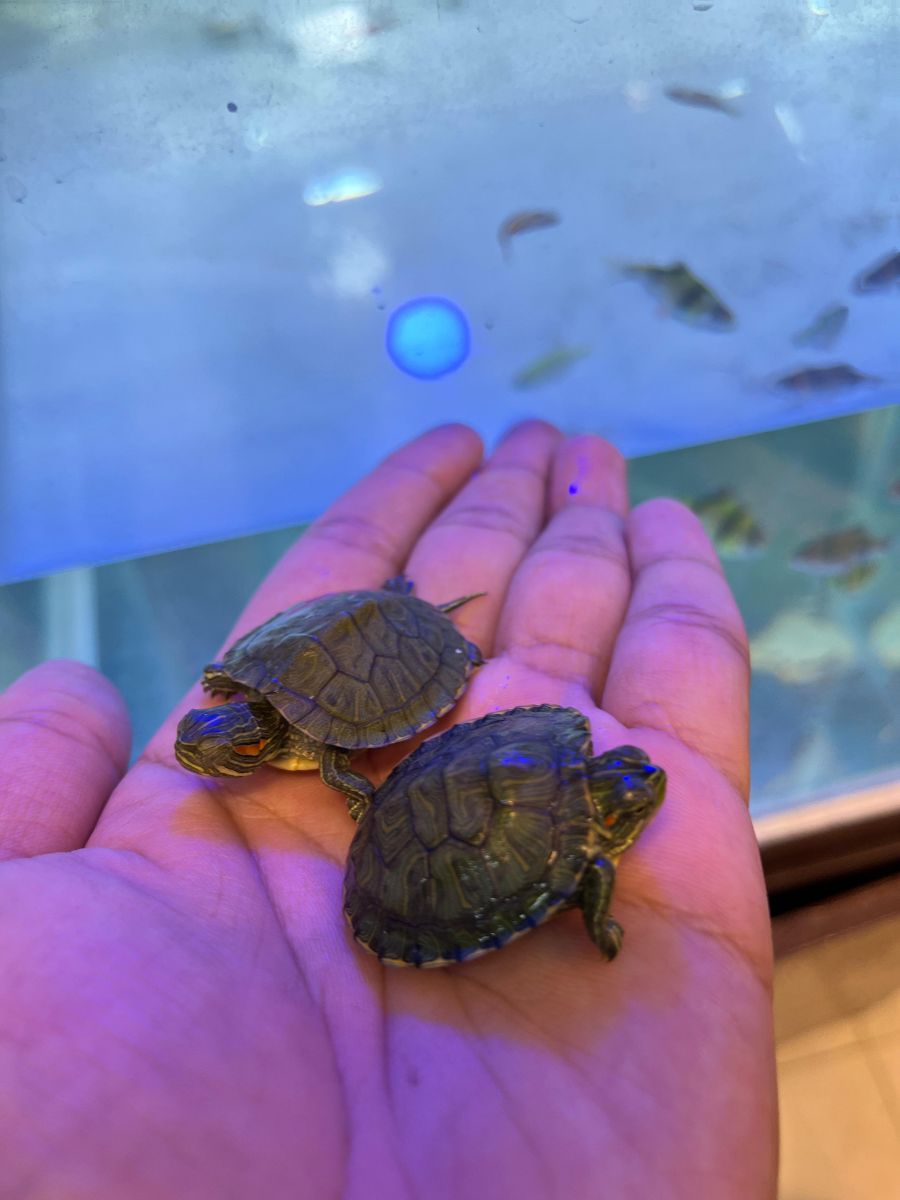 Baby Water Turtles - Image 4