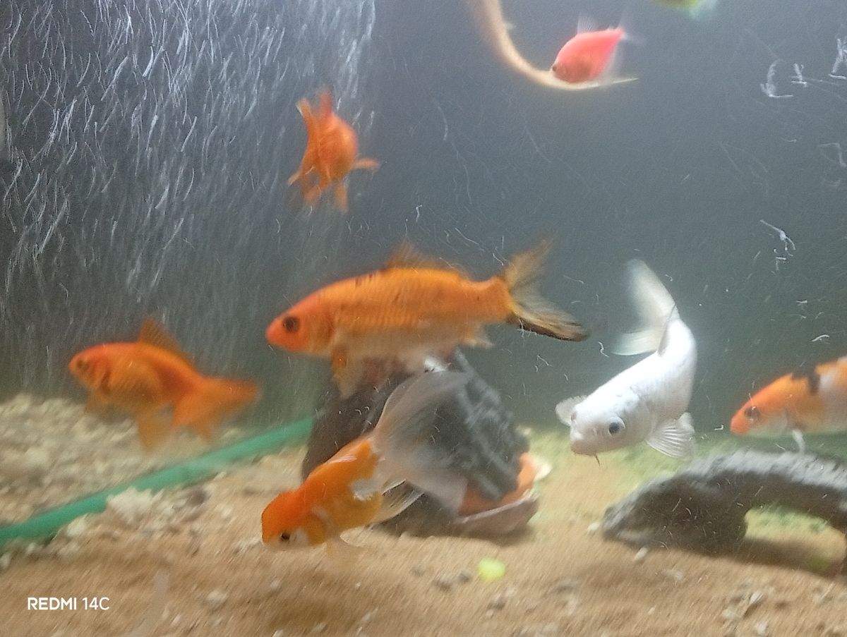 Gold fish and koi fish for sale with the tank fullset - Image 8