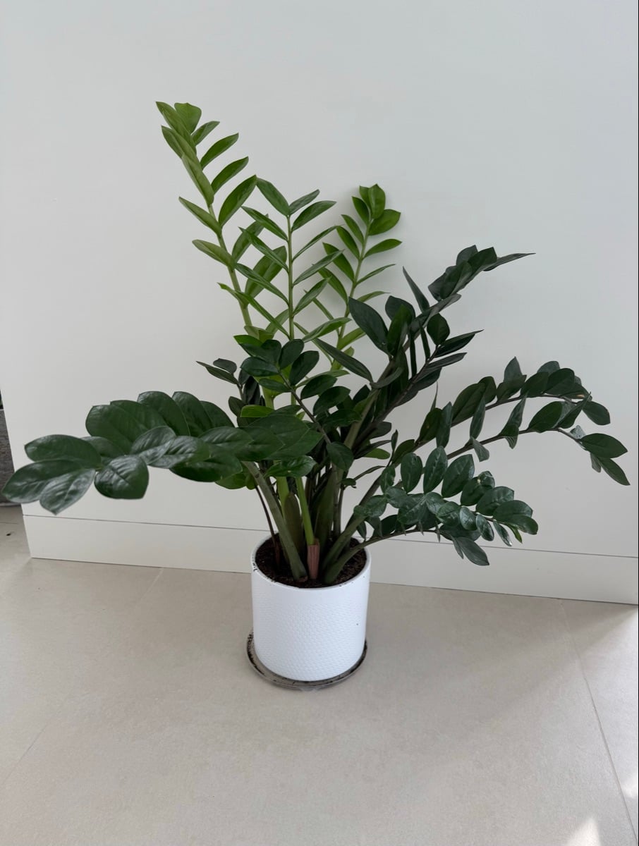 Zamioculcas Zamiifolia - Image 1