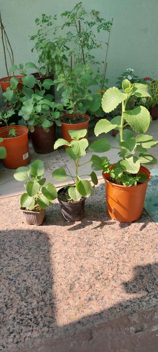 Ajwain Plant - Image 3