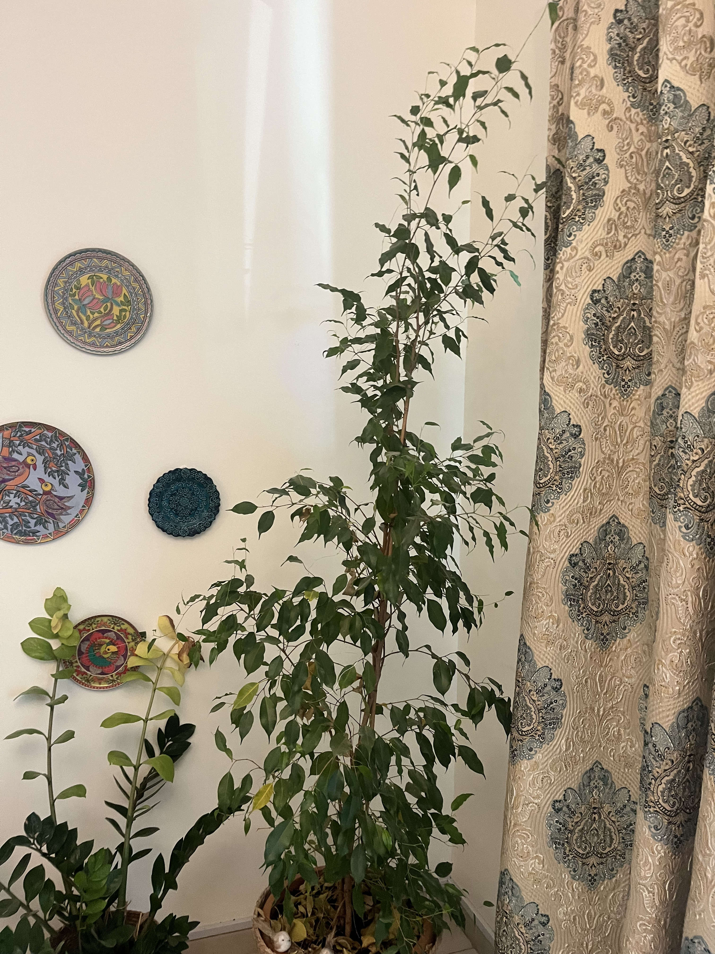 Indoor plant for sale - Image 3